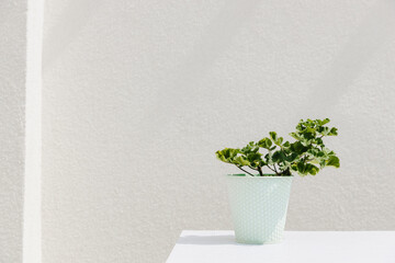 Geranium flower in a mint metal pot on a white background.