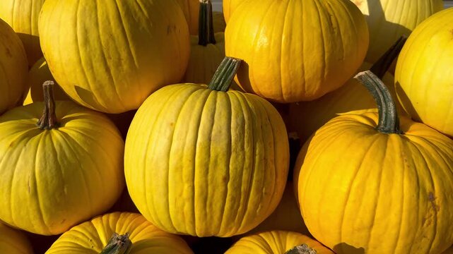 A pile of yellow pumpkins for fall harvest festival, Halloween, and Thanksgiving decor. 