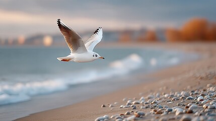 Seagull Soaring Above Sandy Beach in Cinematic HDR with Cityscape Backdrop at Dusk Detailed Plumage and Soft Warm Light