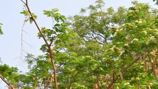 Albizia lebbeck flowers. Its Common names shirisha tree, siris,&nbsp;Indian siris,&nbsp;East Indian walnut,&nbsp;Broome raintree,&nbsp;lebbeck,&nbsp;lebbek tree,&nbsp;frywood, flea tree and&nbsp;woman's tongue tree.
