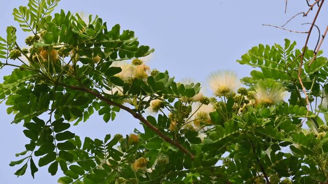 Albizia lebbeck flowers. Its Common names shirisha tree, siris,&nbsp;Indian siris,&nbsp;East Indian walnut,&nbsp;Broome raintree,&nbsp;lebbeck,&nbsp;lebbek tree,&nbsp;frywood, flea tree and&nbsp;woman's tongue tree.
