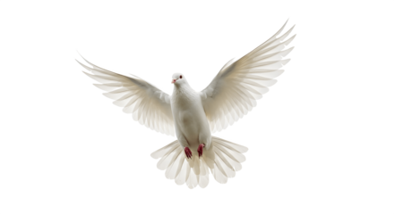 White dove in flight isolated on white background PNG, symbol of peace and freedom, pure bird with wings spread, flying pigeon image for design, print, web, clipart, transparent file download