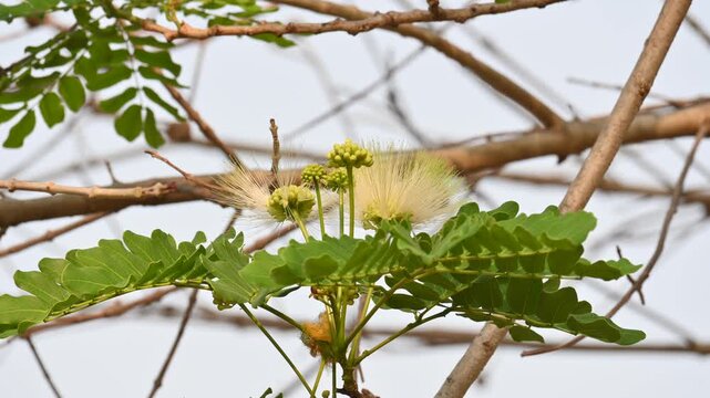 Albizia lebbeck flowers. Its Common names shirisha tree, siris,&nbsp;Indian siris,&nbsp;East Indian walnut,&nbsp;Broome raintree,&nbsp;lebbeck,&nbsp;lebbek tree,&nbsp;frywood, flea tree and&nbsp;woman's tongue tree.
