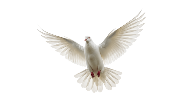 White dove in flight isolated on white background PNG, symbol of peace and freedom, pure bird with wings spread, flying pigeon image for design, print, web, clipart, transparent file download