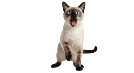 Surprised cat standing on hind legs with open mouth isolated on white background, funny feline pose PNG, adorable domestic pet expression, playful kitty image for design, web, print, clipart, transpar