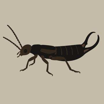 Illustration of an earwig insect with antennae and pincers.