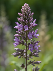 close-up image  south american sage(salvia guaranitica) flower