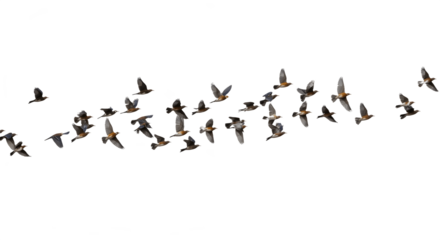  doves flying in the blue sky with wings spread, freedom and peace concept, flock of pigeons soaring high in nature background, symbolic birds for love, spirituality, faith, design, and inspirati