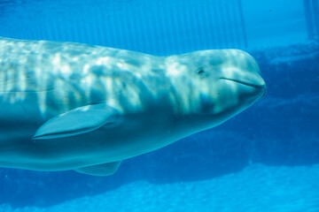 Naklejka premium Beluga close looking