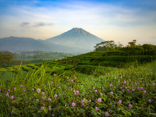 Flowerrs and Mountain
