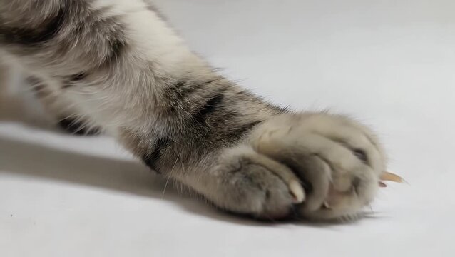 Domestic Cat Paw and Footprint on Pure White Background
