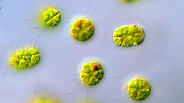 Pandorina Microalgae under microscopic view, green algae 