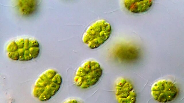 Movement of Green algae under microscope, 4K Video 