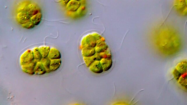 Movement of freshwater green algae under microscope 