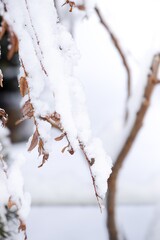 Snow-covered branches with delicate brown leaves create a serene winter scene, showcasing the beauty of nature in a tranquil snowy environment with soft white background