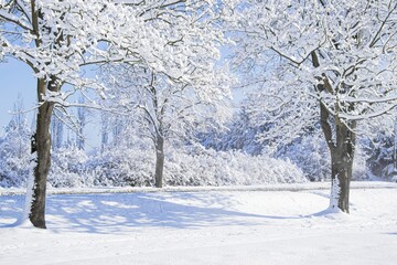 Snow-covered trees stand majestically in a winter landscape, with a blanket of white snow covering the ground, creating a serene and tranquil atmosphere in nature