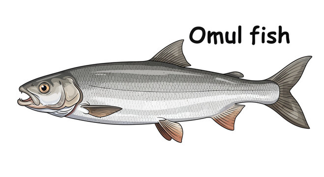 Omul Fish A Detailed Illustration of the Iconic Arctic Freshwater Fish