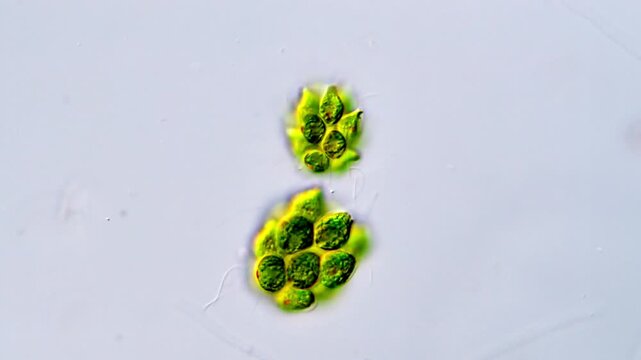 Movement of Green algae microorganism under DIC microscope 
