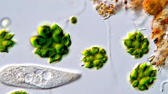 Movement of Green algae and protozoa microorganism under microscopy 