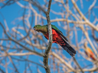 Immature King Parrot Angled On Vertical Branch.