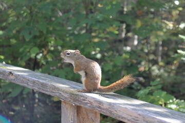 Close-up of a squirrel in the park. Wildlife in the forest.	