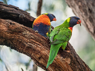 Rainbow Lorikeets On Nest In Branch Crack