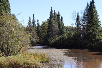 Obraz premium Preservation of humid environment and swamp at the St-Charles lake in the Quebec city aera. Nature preservation and natural environment in national park. Bog and marsh and autumn landscape.