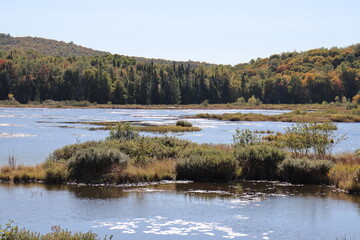 Preservation of humid environment and swamp at the St-Charles lake in the Quebec city aera. Nature preservation and natural environment in national park. Bog and marsh and autumn landscape.