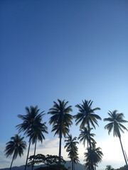 Obraz premium palm trees on the beach