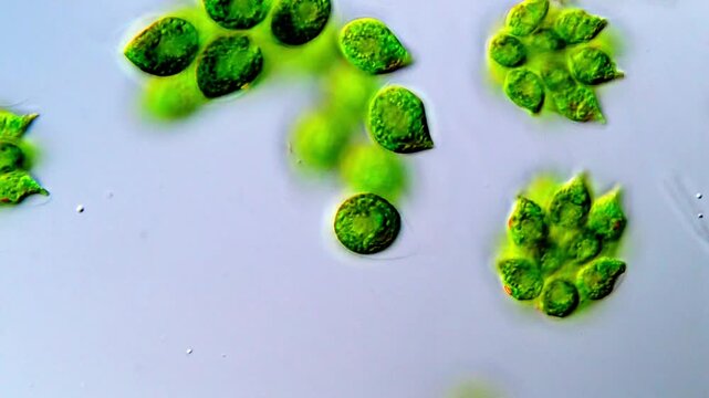 Green algae under microscope, pond water sample under microscope 1000x magnification 