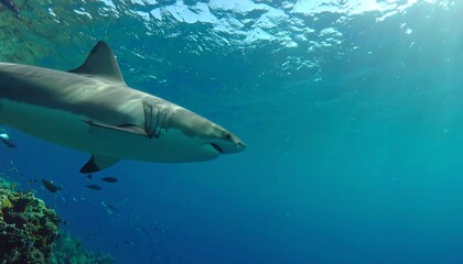 Shark in vibrant underwater scene