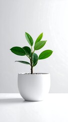 Small, vibrant green plant in a simple white pot against a bright white background