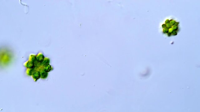 Gonium Chlorophyta Swimming in Freshwater Sample