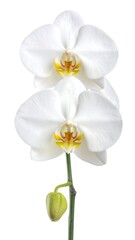 Two white orchids with a bud bloom against a plain white background