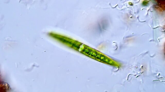Closterium green algae and bacteria under microscope view 