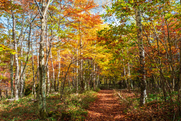Obraz premium 八千穂高原自然園 秋