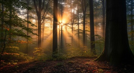 Obraz premium Forest floor bathed in golden sunbeams filtering through trees