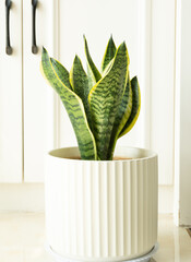 Close-up of snake plant, indoor houseplant
