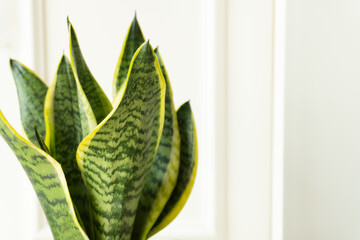 Close-up of snake plant, indoor houseplant
