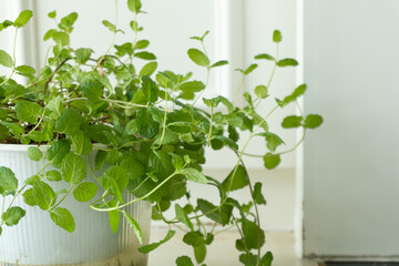 Green hydroponic mint, indoor houseplant