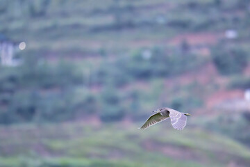 night heron in flight