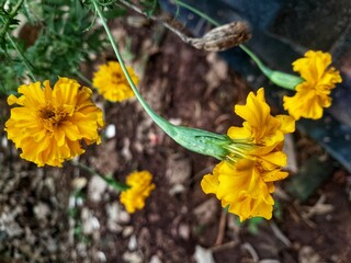 yellow flowers in the garden