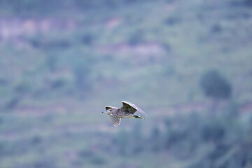night heron in flight mountain background