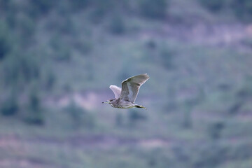 night heron in flight mountain background