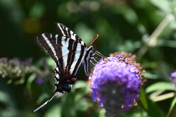 Butterfly 2022-14
Zebra Swallowtail (Eurytides marcellus)