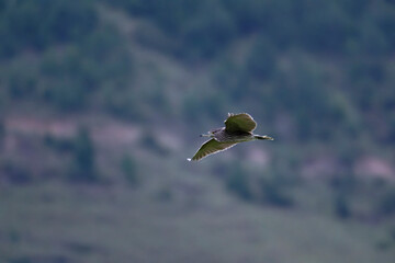 night heron in flight mountain background
