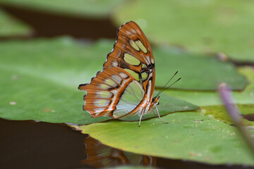 Butterfly 2022-15
Malachite Butterfly (Siproeta stelenes)