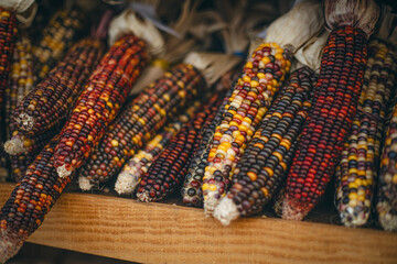 A collection of vibrant Indian corn cobs rests on a wooden shelf. The kernels are a mix of rich reds, purples, and yellows displaying a variety of textures and hues.