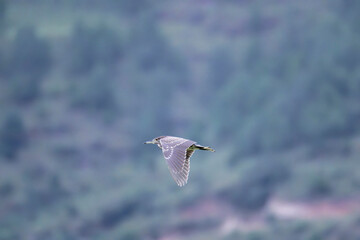 night heron flying over the mountains