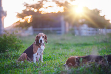 Beagle Sitting in Grass at Sunset in Open Field, Calm Rural Dog Portrait
